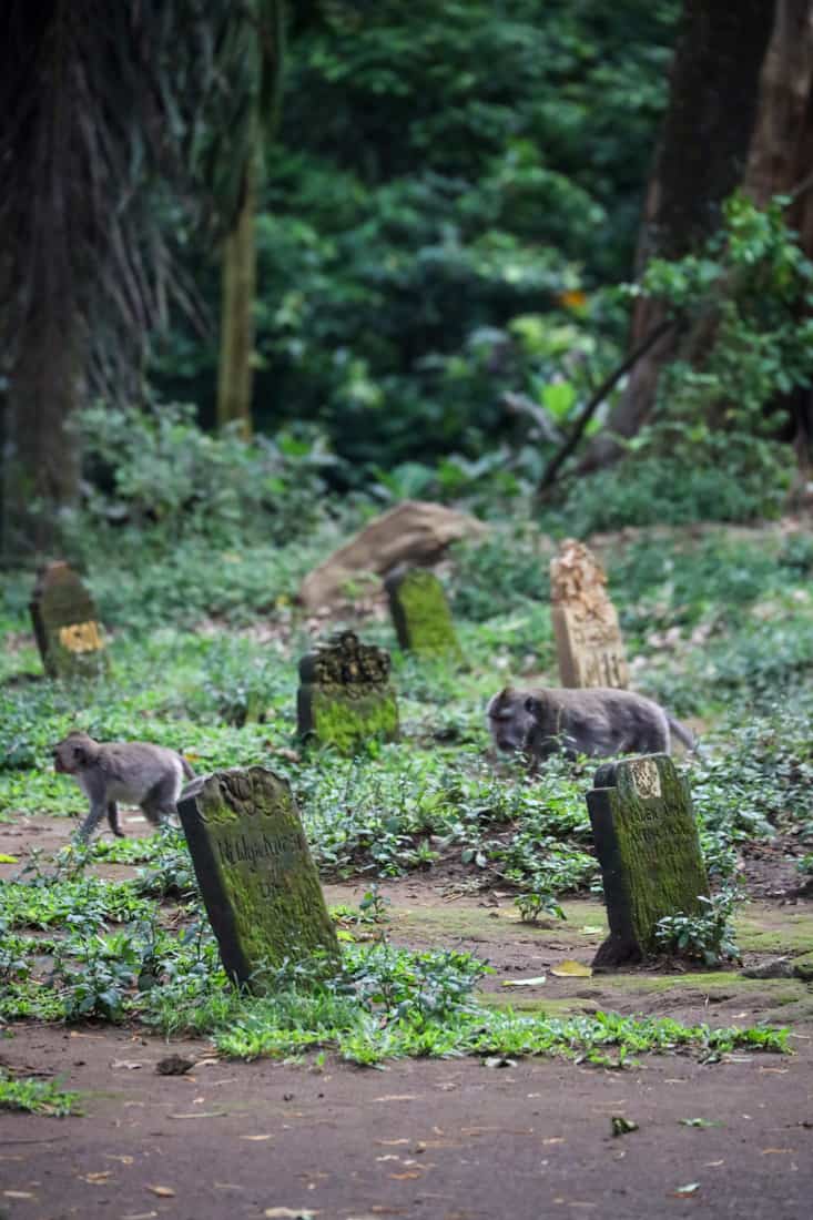 Two grey macaque monkeys wandering through a moss-covered graveyard at the Ubud Sacred Monkey Forest.