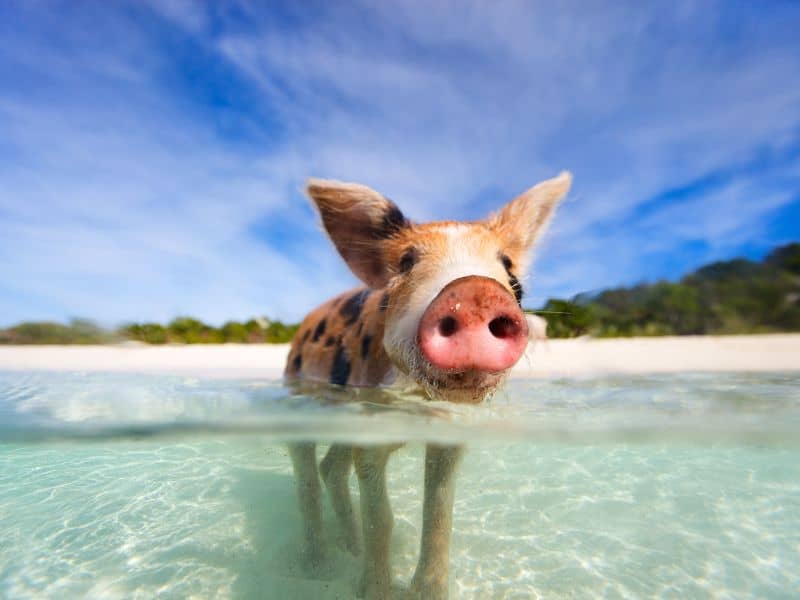 By far the most iconic thing you can do in Nassau is swim with the Bahamian Pigs