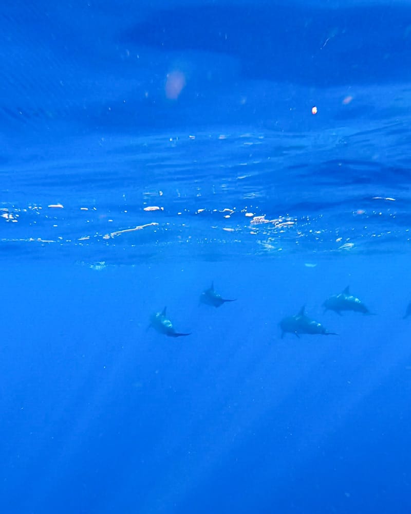 Wild dolphins swimming under water in Lovina, Bali.
