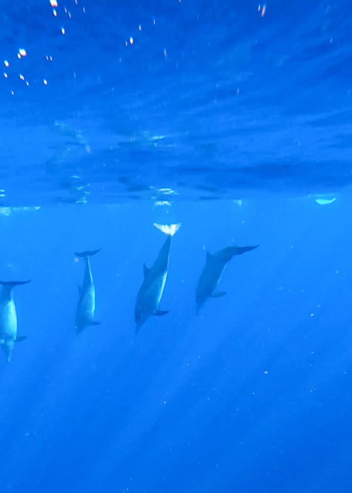Dolphins diving under the water that we saw on our Lovina Dolphin Watching Tour in North Bali.