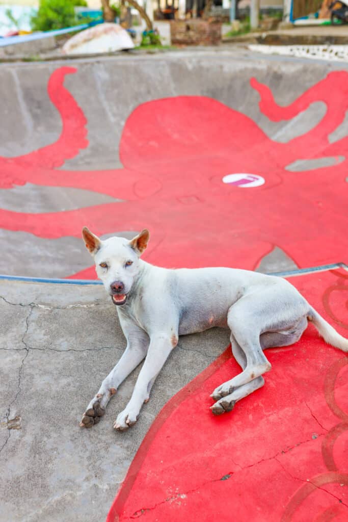 A white dog is photographed laying down on a red asphault tarmac on a skate bowl. In the background, you can see an octopus painted on the skate bowl.